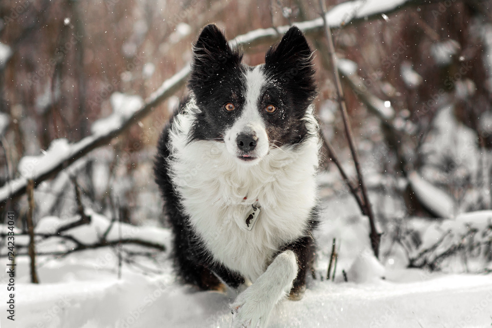 border collie dog beautiful winter portrait in a snowy forest magic light