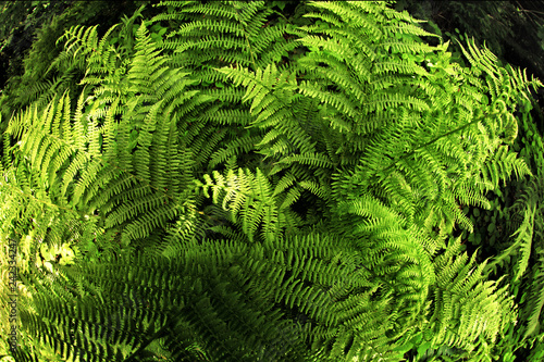 Fern plant in the shadow of trees