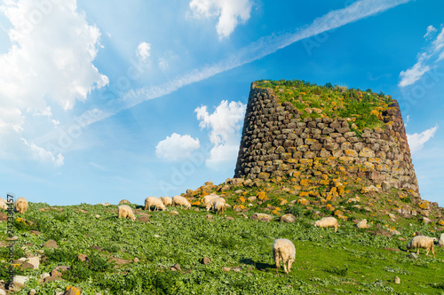 Herd of sheep by a nuraghe in Sardinia photo