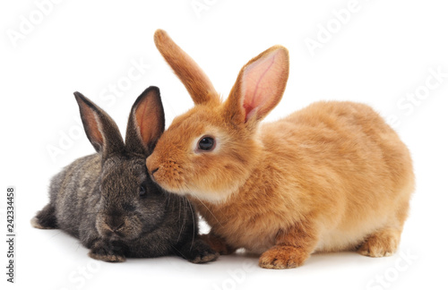 Fototapeta Two little rabbits.