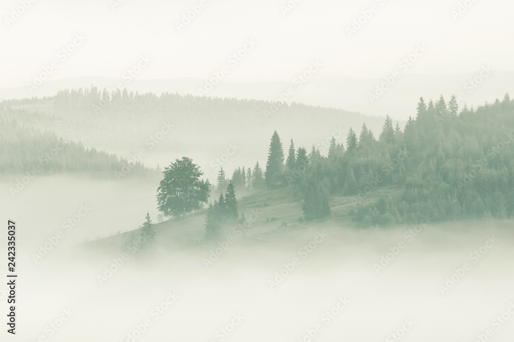 Foggy mountain ranges covered with spruce forest in the morning mist - obrazy, fototapety, plakaty 