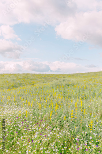 Green field