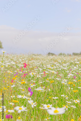 Colorful and white flowers