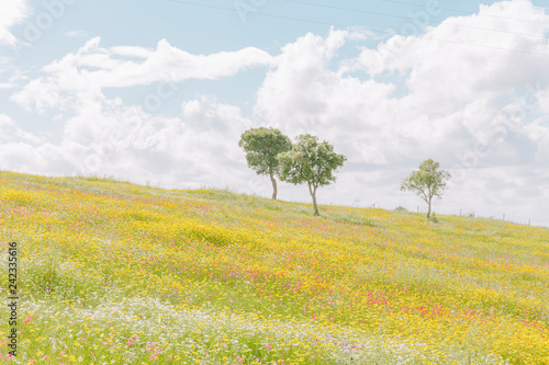 Three trees in a green field