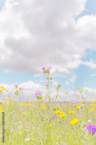Flowers from below