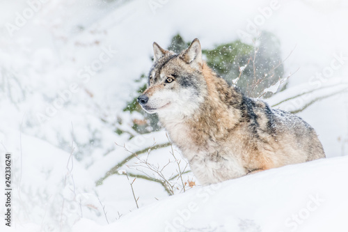 Wolf © maxthewildcat