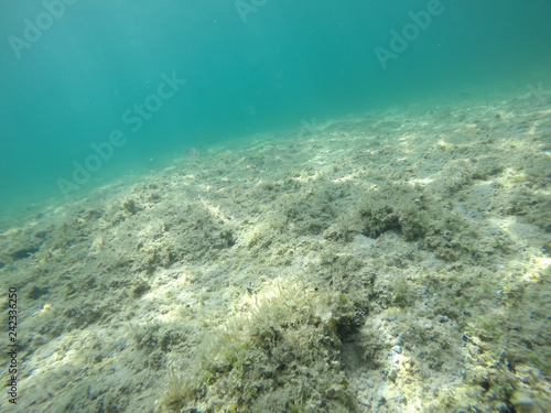 Fototapeta Naklejka Na Ścianę i Meble -  Rocks and seaweeds in Alghero seabed