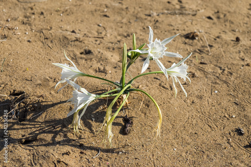 White desert lily flower on a sandy beach of Cyprus island Pancratium maritimum or sea daffodil