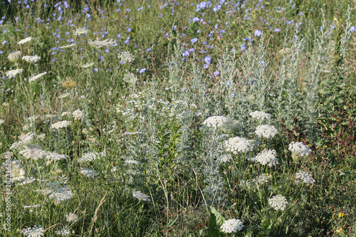 Flowering meadow with different wild flowers, Belarus. Green meadow with sagebrush, white flowers of wild carrot and blue flowers of wild common chicory