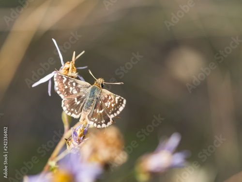 Red-underwing skipper butterfly sitting on a flower photo