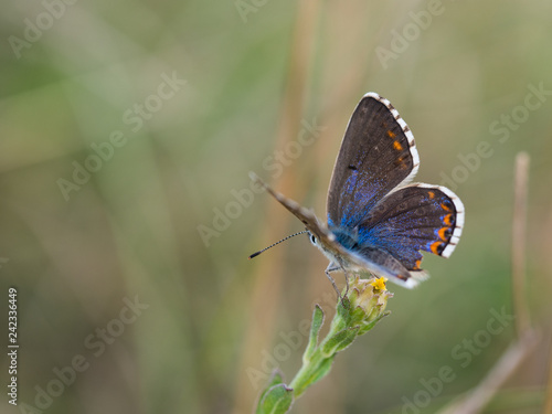 The Adonis blue butterfly ( Polyommatus bellargus )  female sitting on a blooming plant