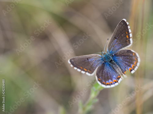 The Adonis blue butterfly ( Polyommatus bellargus )  female sitting on a blooming plant photo