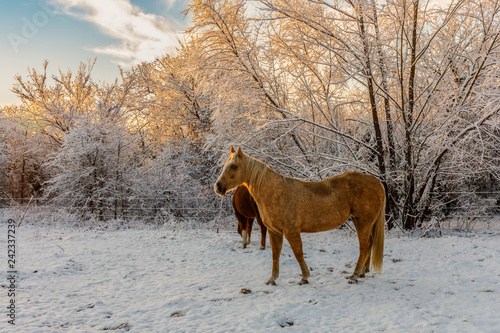 Snowy Pasture © crotonoil