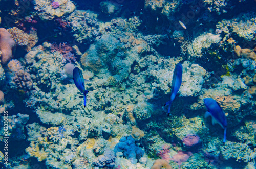red sea coral reef with beautiful colorful fish under water