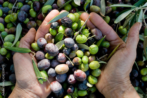 girl hands with olives, picking from plants during harvesting, green, black, beating to obtain extra virgin oil, food, antioxidants, Taggiasca variety, autumn, light, Riviera, Liguria, Italy