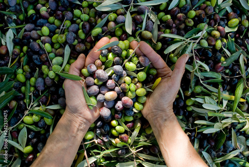 girl hands with olives, picking from plants during harvesting, green, black, bea Fototapet