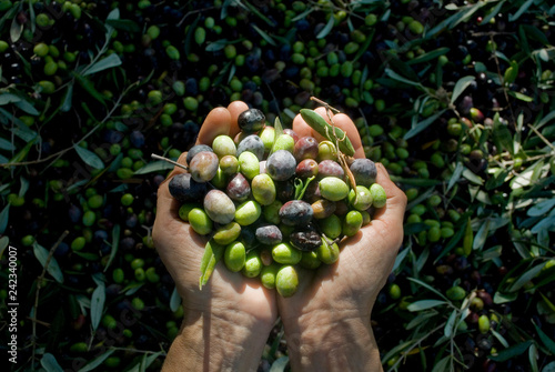 girl hands with olives, picking from plants during harvesting, green, black, beating to obtain extra virgin oil, food, antioxidants, Taggiasca variety, autumn, light, Riviera, Liguria, Italy