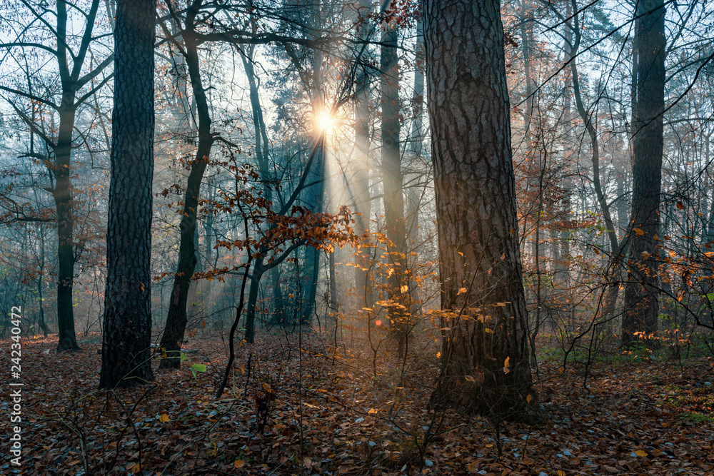 Fototapeta premium Fall in the park