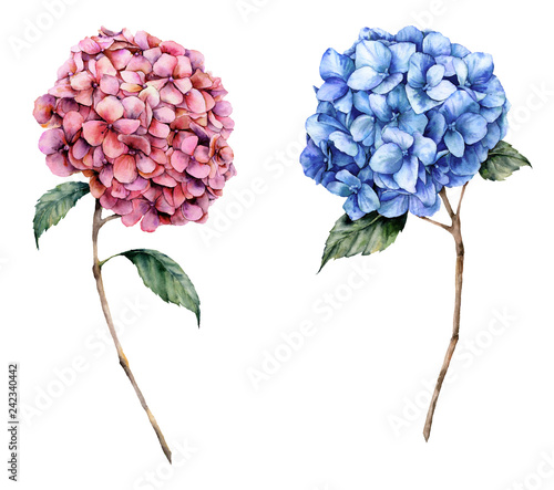 Watercolor pink and blue hydrangea set. Hand painted flowers with leaves and branch isolated on white background.  Nature botanical illustration for design, print. Realistic delicate plant.