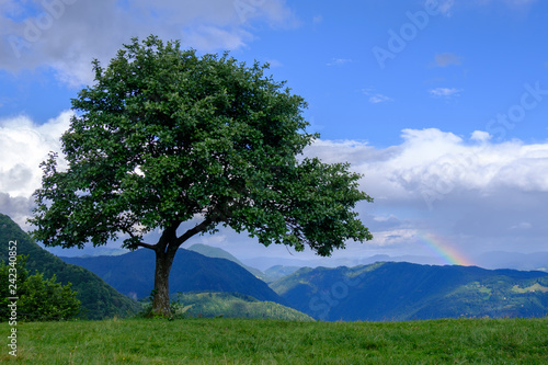 Green alpine meadow with lonely tree and rainbow in the sky.