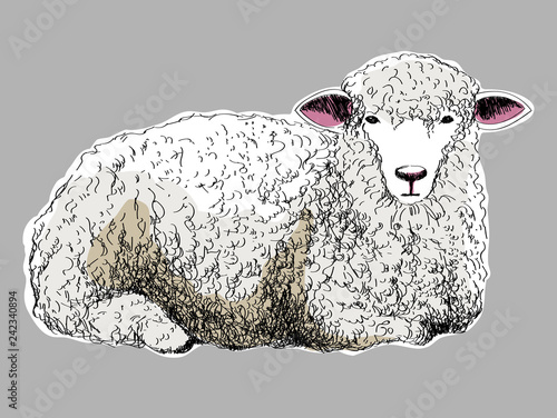 sheep 02
