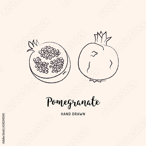 Pomegranate fruit drawing Vector hand drawn garnet fruit. Sketch of pomegranates on white background, Vector isolated icons set