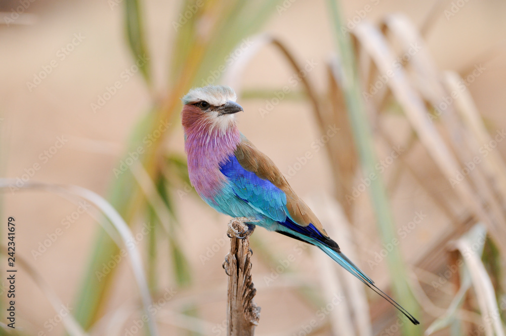 Fototapeta premium Lilac-breasted Roller, Coracias caudatus,