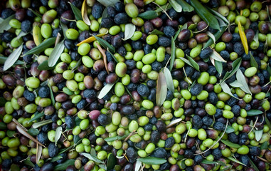 Papier peint photo Ligurie Récolte d'olives Taggiasca en Ligurie  © Angela
