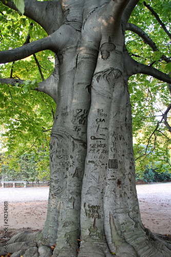blick auf einen verzierten baumstamm in dresden sachsen deutschland fotografiert während einer sightseeing tour an einem sommertag in farbe