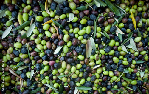 olives, hand picking from plants during harvesting, green, black, beating, to ob Fototapet