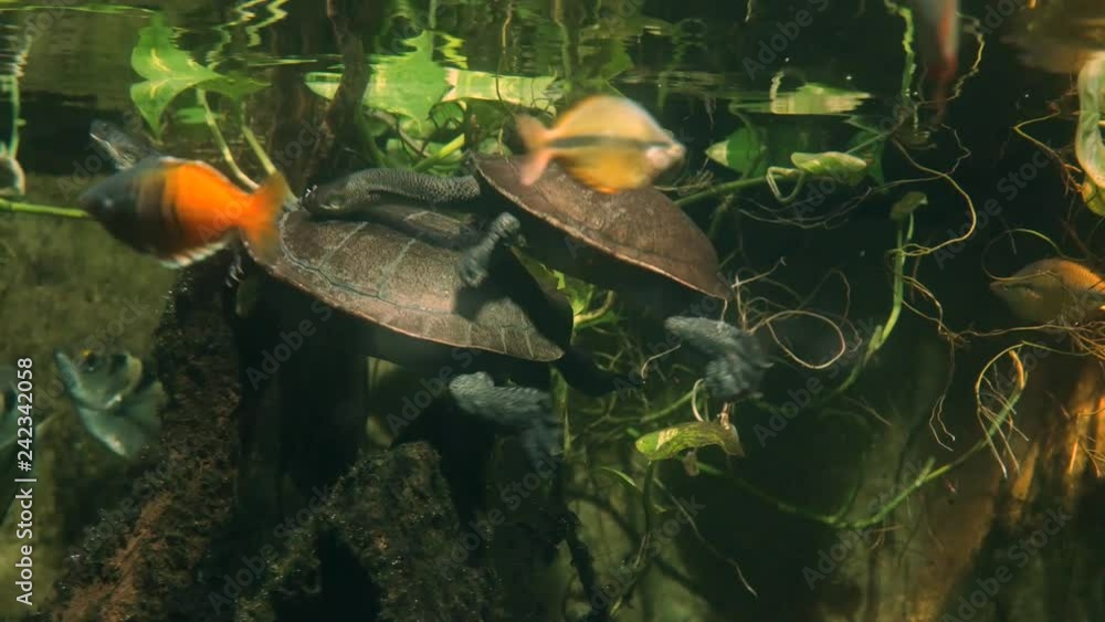 Snake neck water turtles trying to mate, right below the water surface Snake neck water turtles trying to mate, right below the water surface