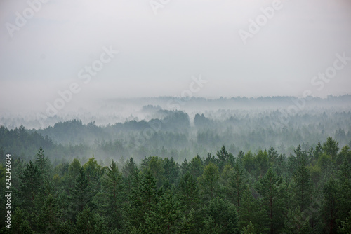 misty forest in foggy morning. far horizon © Martins Vanags