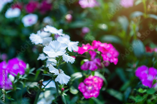 Dianthus flower Purple pink of colourful beautiful on green grass nature in a spring garden.