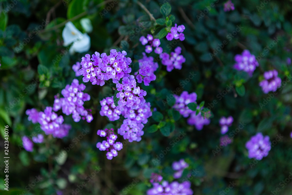 Beautiful purple flowerof Lantana camara L flowers blooming in the garden. Beautiful purple flowerof Lantana camara L flowers blooming in the garden.