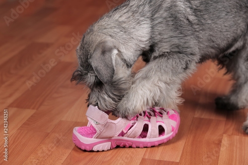Fotografie Puppy chewing on a shoe