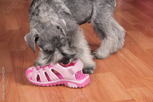 Obraz na plátně Puppy schnauzer dog chewing on a shoe at home
