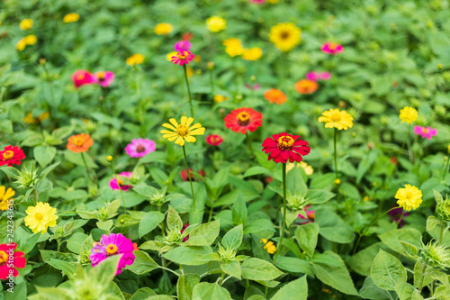 Common Zinnia (elegant zinnia) beautifully with green leaves background in the garden.