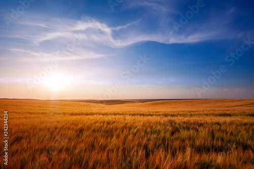 Yellow Field and Beautiful Sunset