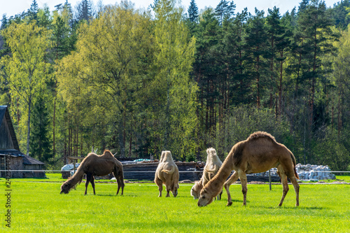 wild camel in pasture and green meadow