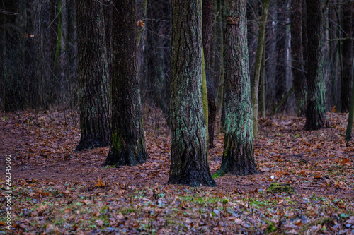 Fototapeta Naklejka Na Ścianę i Meble -  wet damp forest in autumn