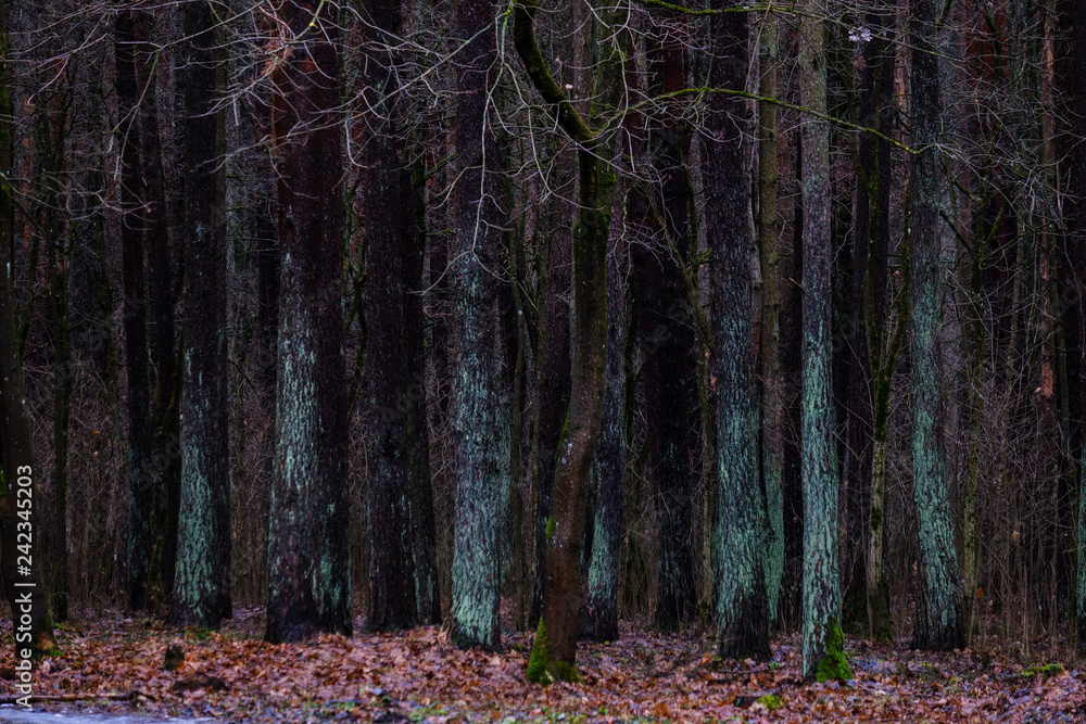 Fototapeta premium wet damp forest in autumn