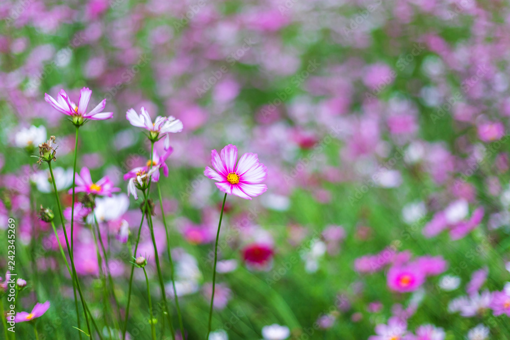 Pink flowers cosmos bloom beautifully in the garden. Pink flowers cosmos bloom beautifully in the garden.