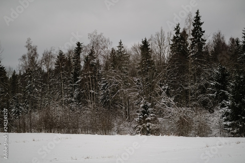 winter forest in snow storm