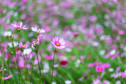 Pink flowers cosmos bloom beautifully in the garden.