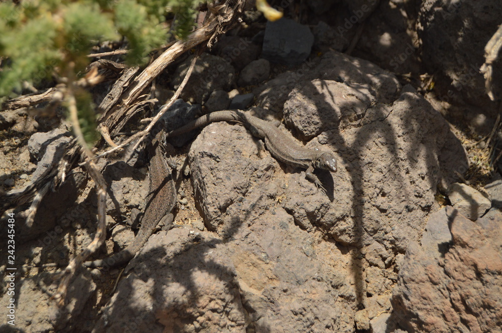 Pretty Lizard With An Endless Tail In The Caldera De Taburiente National Park. Travel, Nature, Holidays, Geology.11 July 2015. Isla De La Palma Canary Islands Spain. Pretty Lizard With An Endless Tail In The Caldera De Taburiente National Park. Travel, Nature, Holidays, Geology.11 July 2015. Isla De La Palma Canary Islands Spain.