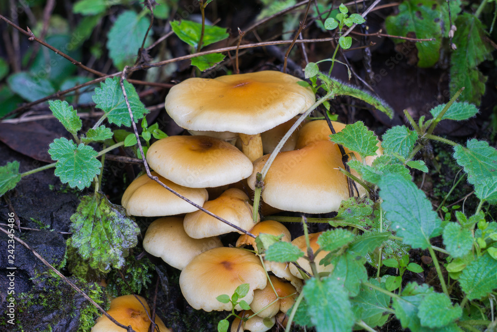 Cluster of mushrooms deep in the forest, California Cluster of mushrooms deep in the forest, California
