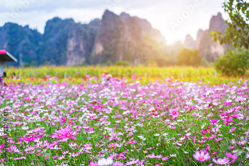 Pink flowers cosmos bloom beautifully in the garden with mountains in Noen Maprang Phitsaunlok, Thailand.