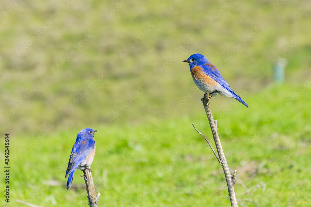 Obraz premium Friendly western male bluebirds, California