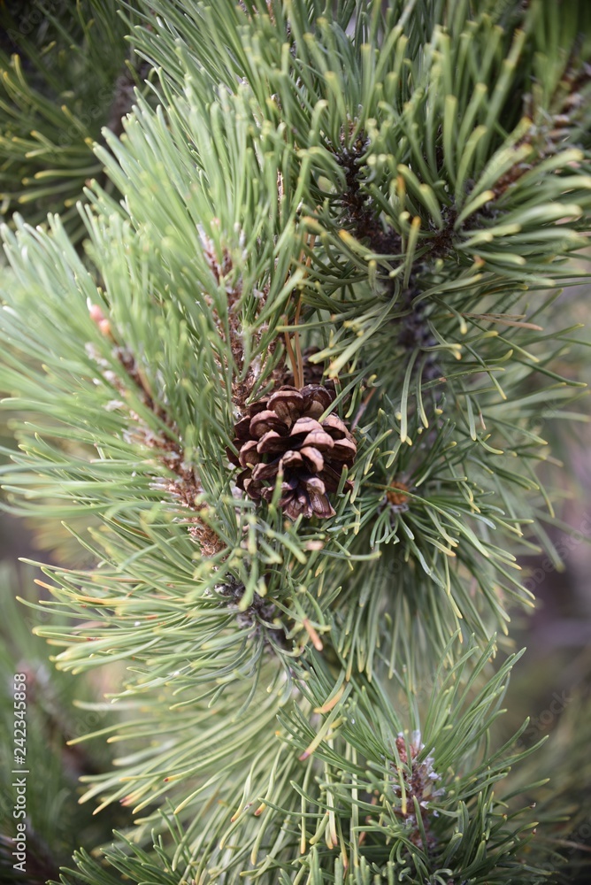 pinecone on pine tree branch - obrazy, fototapety, plakaty 