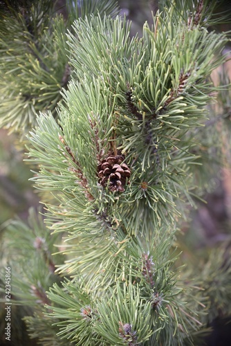 pine tree branch with pinecone